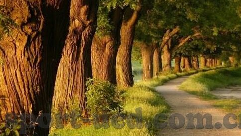 足球比分直播世界-足球比分直播世界,绿茵场上的数字交响曲